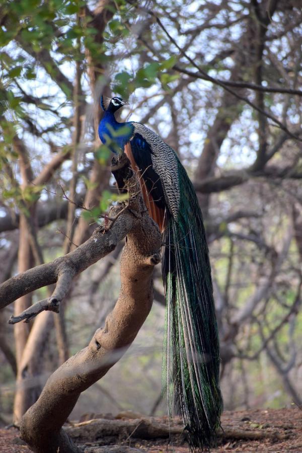 Hotel The Postcard Gir Wildlife Sanctuary Gírský les Exteriér fotografie