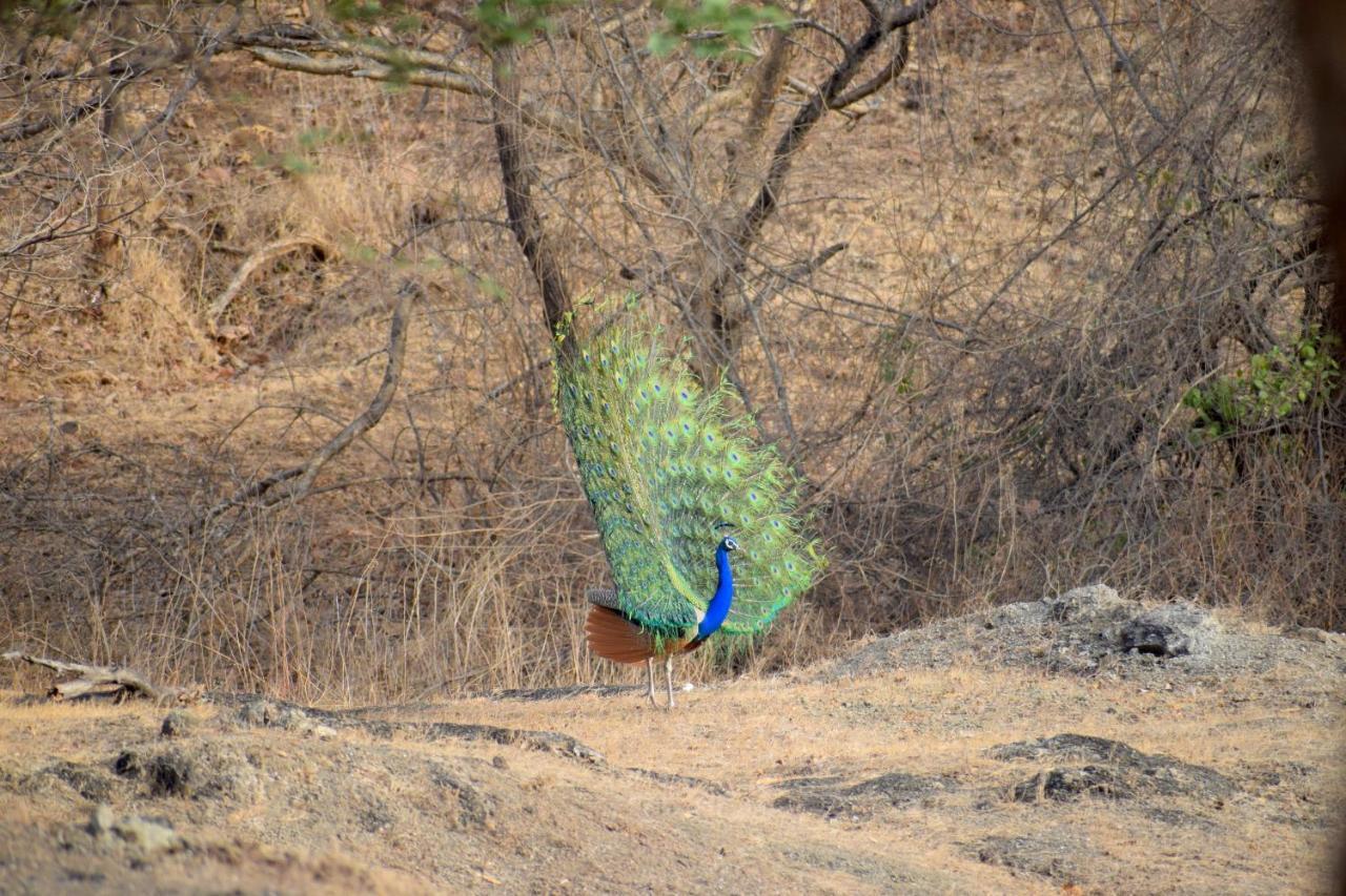 Hotel The Postcard Gir Wildlife Sanctuary Gírský les Exteriér fotografie